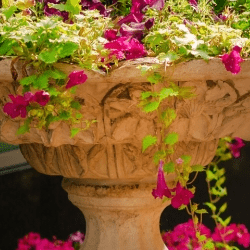 Blumen und Pflanzen für Garten, Balkon und Terrasse
