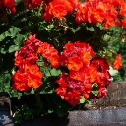Garten- und Balkonpflanzen von Blumenhandel Ullrich
